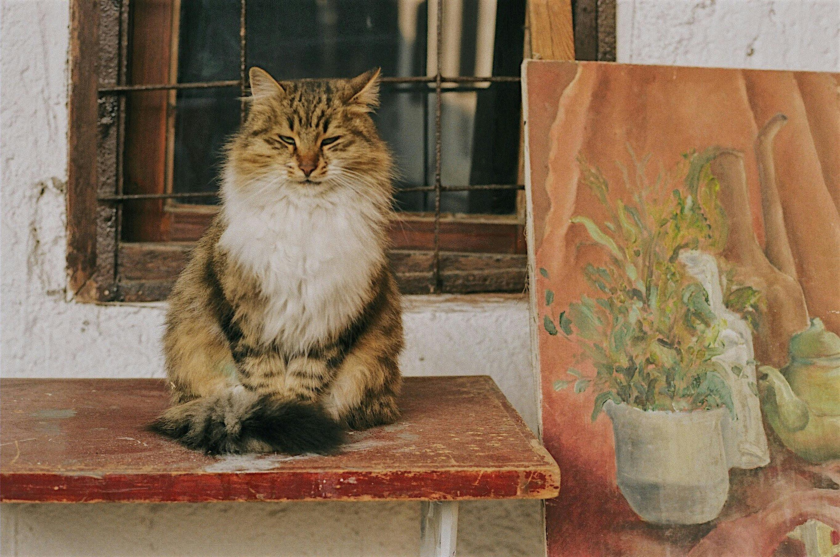 A fluffy tabby cat sits beside a rustic painting on a wooden table indoors.