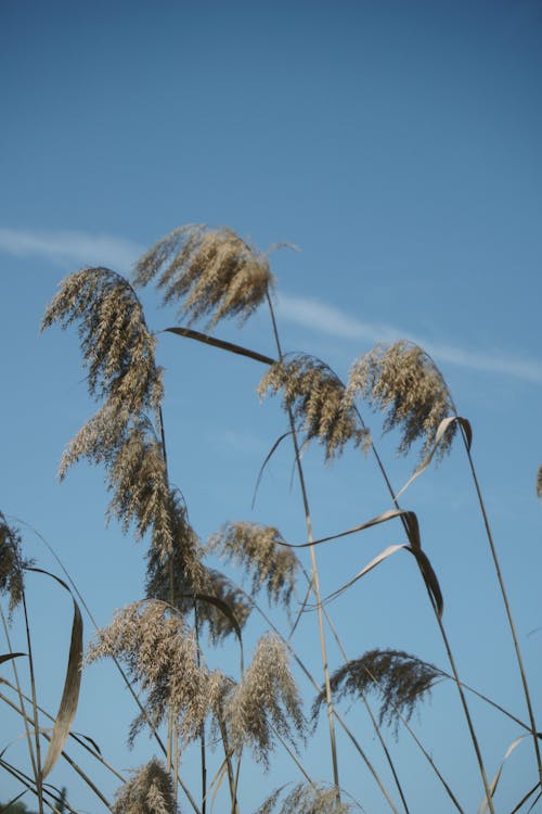 Immagine gratuita di canne, chiaro cielo blu, cielo azzurro