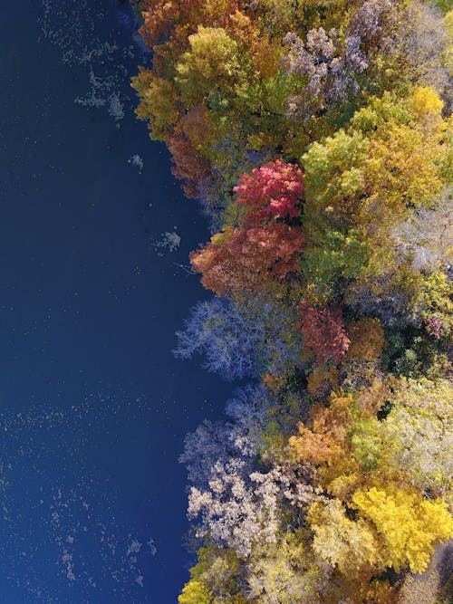 Free Aerial View of Trees Beside Lake During Autumn Stock Photo