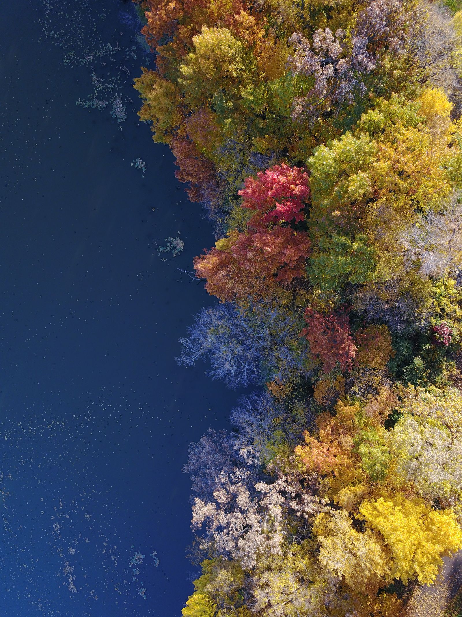Aerial view of autumn trees along a Minnesota lake