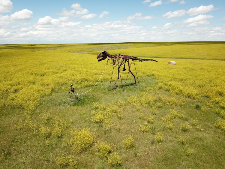 Skeleton Man Walking Skeleton Dinosaur On Green Grass Field In Midland, United States