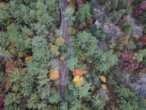 ağaçlar, beton yol, drone çekimi içeren Ücretsiz stok fotoğraf