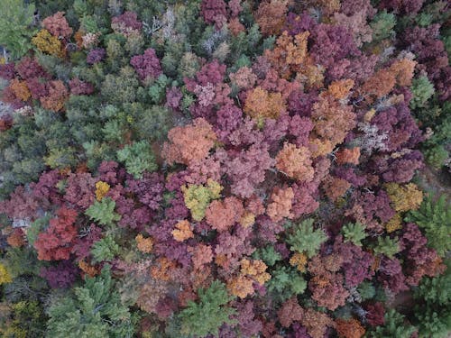 Aerial View of Trees in the Forest