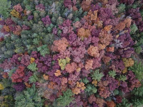Stunning aerial view of a colorful mixed forest in autumn, showcasing vibrant fall foliage in Wisconsin.