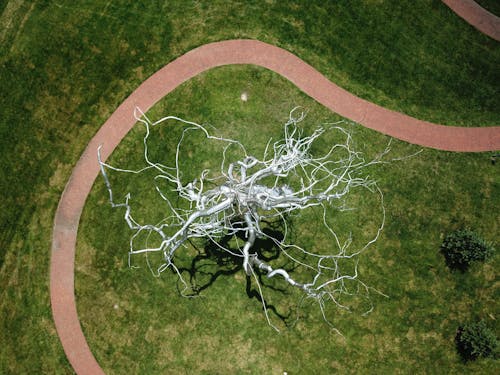 Foto profissional grátis de calçada, escultura de neurônios, filiais