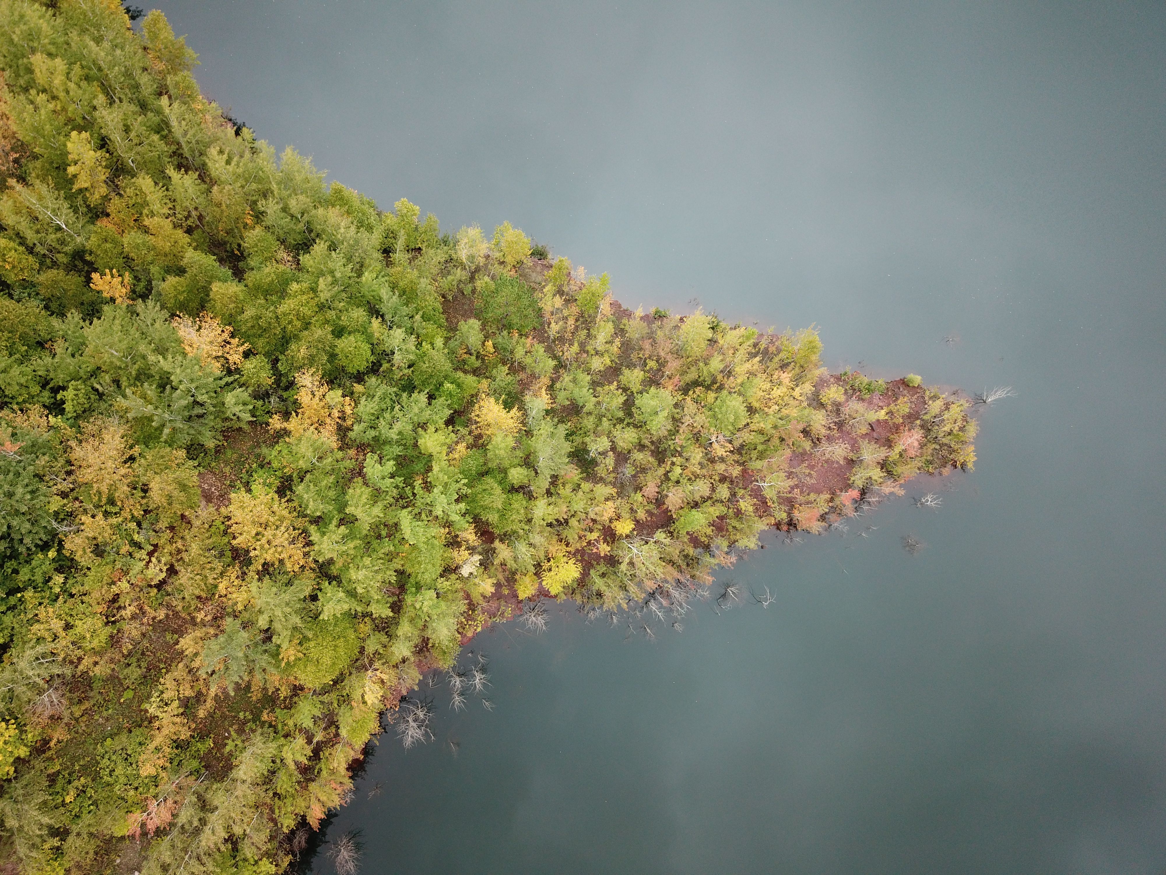 A pine-lined lakeshore in the Boundary Waters