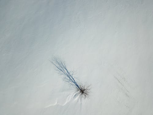 бесплатная Бесплатное стоковое фото с голое дерево, зима, лед Стоковое фото