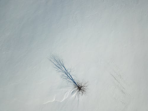 Bare Tree on Snow Covered Ground