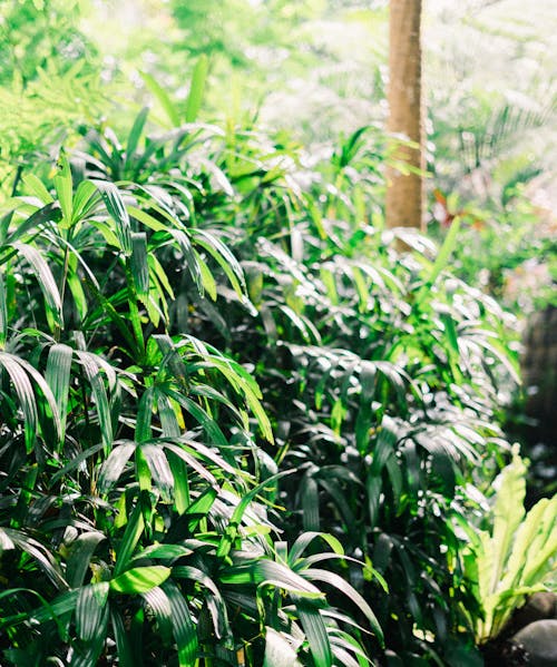 Green Leaves of a Plant