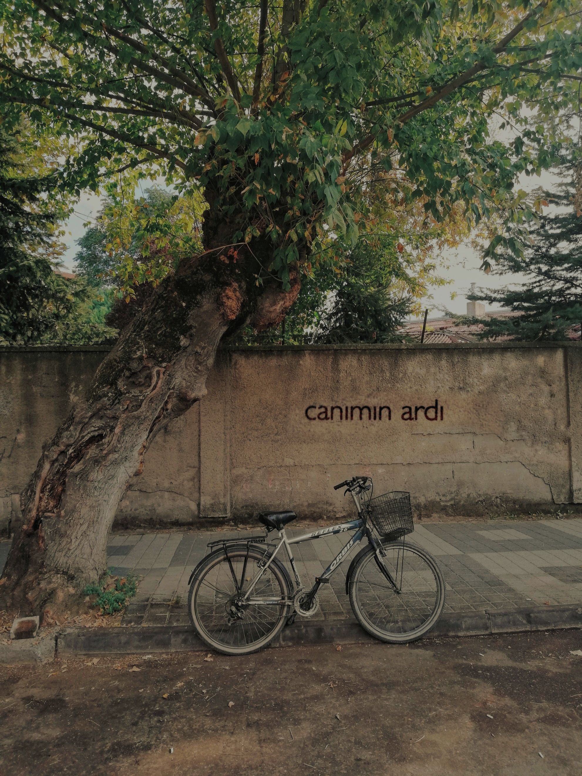 A bicycle rests under a large tree beside a wall with graffiti. Outdoor scene.
