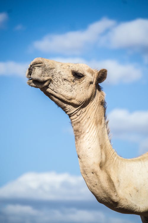 Kostenloses Stock Foto zu camelus dromedarius, dromedar, kamel