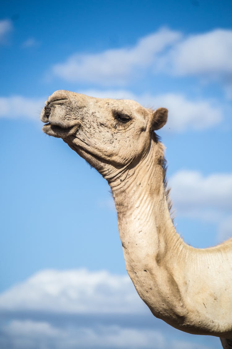 Close-Up Shot Of A Dromedary Camel