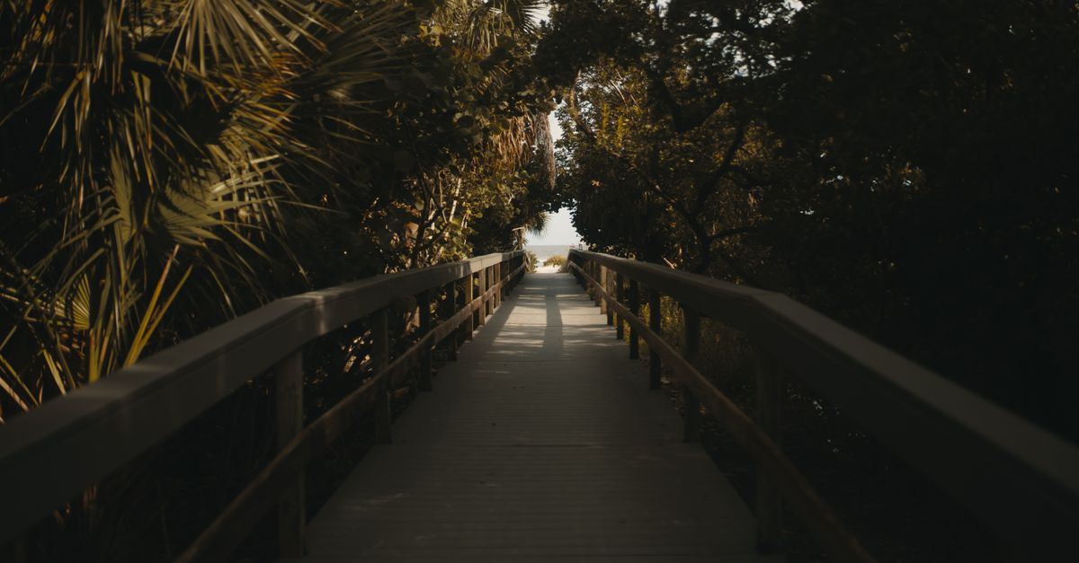 Serene wooden walkway through lush foliage leading towards a bright opening.