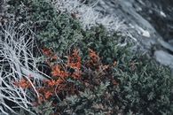 Green and Orange Leaf Plant
