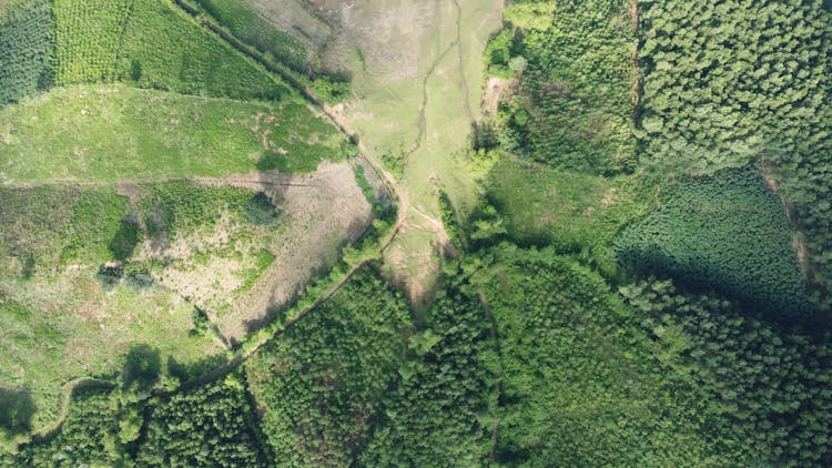 Aerial View Of Green Trees On A Field In Yen Thuy District, Hoa Binh, Vietnam