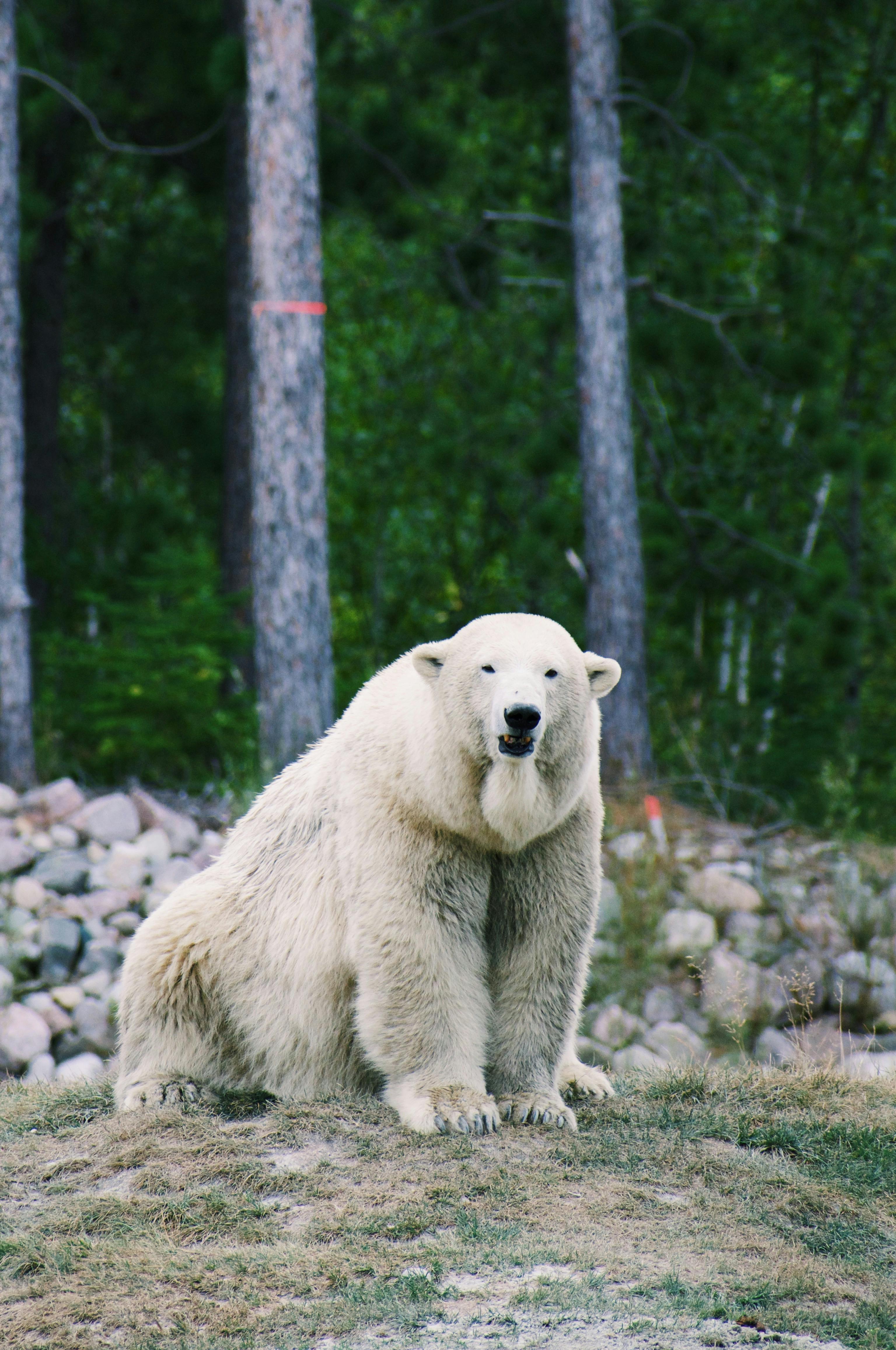 grizzly-bear-official:  Source 1, Source 2 Love this guy’s waggly chin.