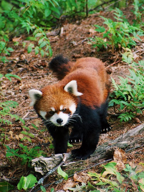 Close-up Photo of a Red Panda Walking