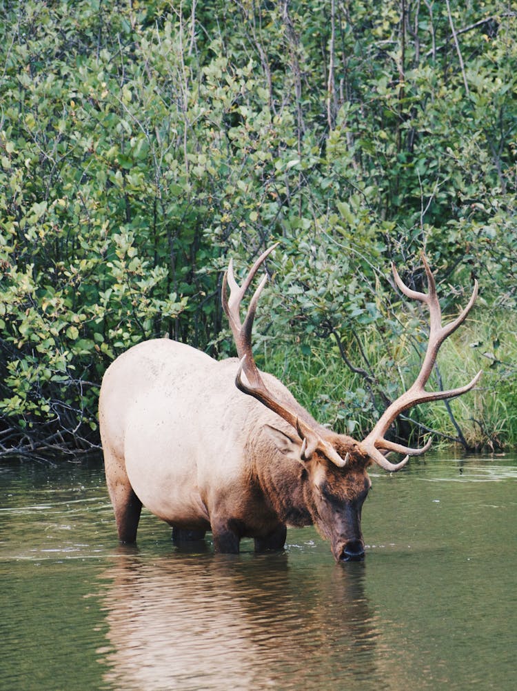 A Brown Deer Drinking Water On River 