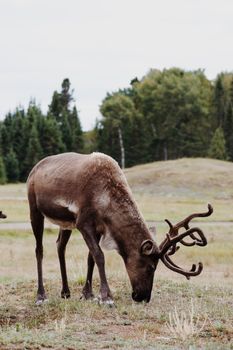 A close-up of a reindeer grazing in Canada's scenic wilderness, set against a backdrop of lush greenery.