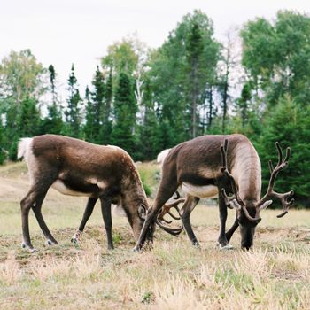 Two moose with antlers gracefully grazing in the lush Canadian wilderness.