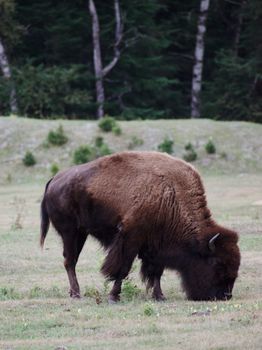 A majestic plains bison (Bison bison) grazing in a serene meadow setting.