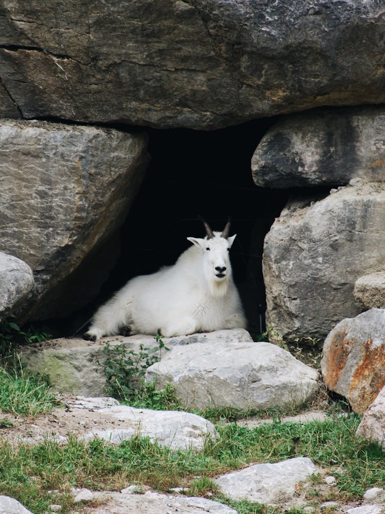 White Goat Lying In The Cave