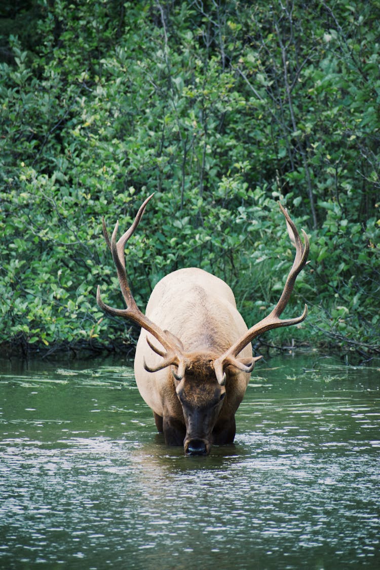 Close-Up Shot Of A Roosevelt Elk Drinking Water On A River