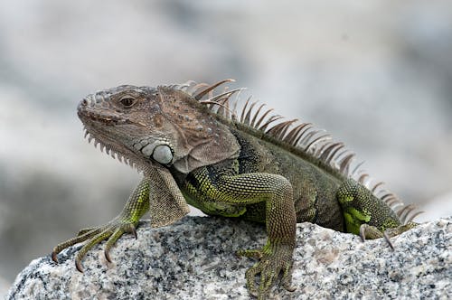 Darmowe zdjęcie z galerii z fotografia zwierzęcia, gad, iguana iguana