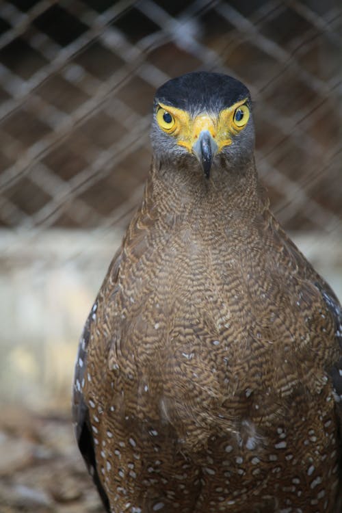 Gratuit Photos gratuites de aigle, animal, aviaire Photos