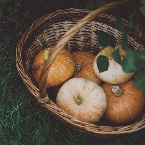 Free A wicker basket filled with pumpkins placed on lush green grass, symbolizing autumn harvest. Stock Photo
