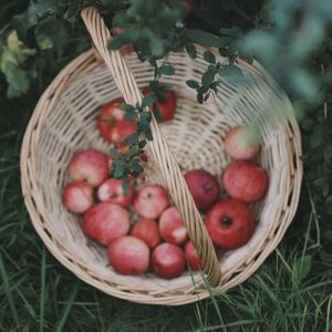 Overhead view of the basket packed with apples. Photo by Nikolaeva Nastia on Pexels