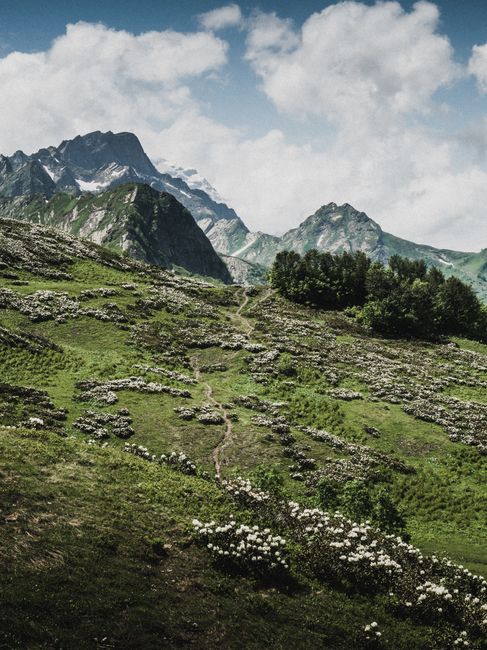 Majestic view of snow-capped mountains and lush green slopes in a serene alpine landscape.