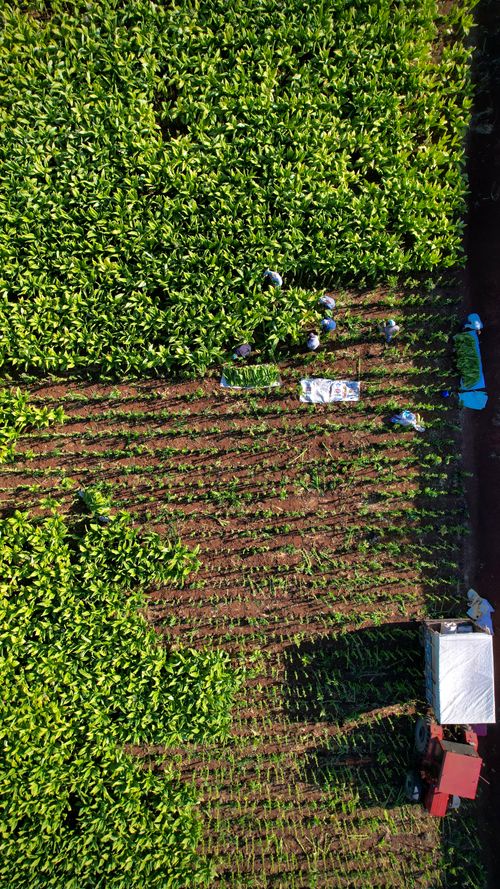 Free Aerial view of farmers working in a verdant field in Doğanşehir, Turkey, showcasing lush greenery. Stock Photo