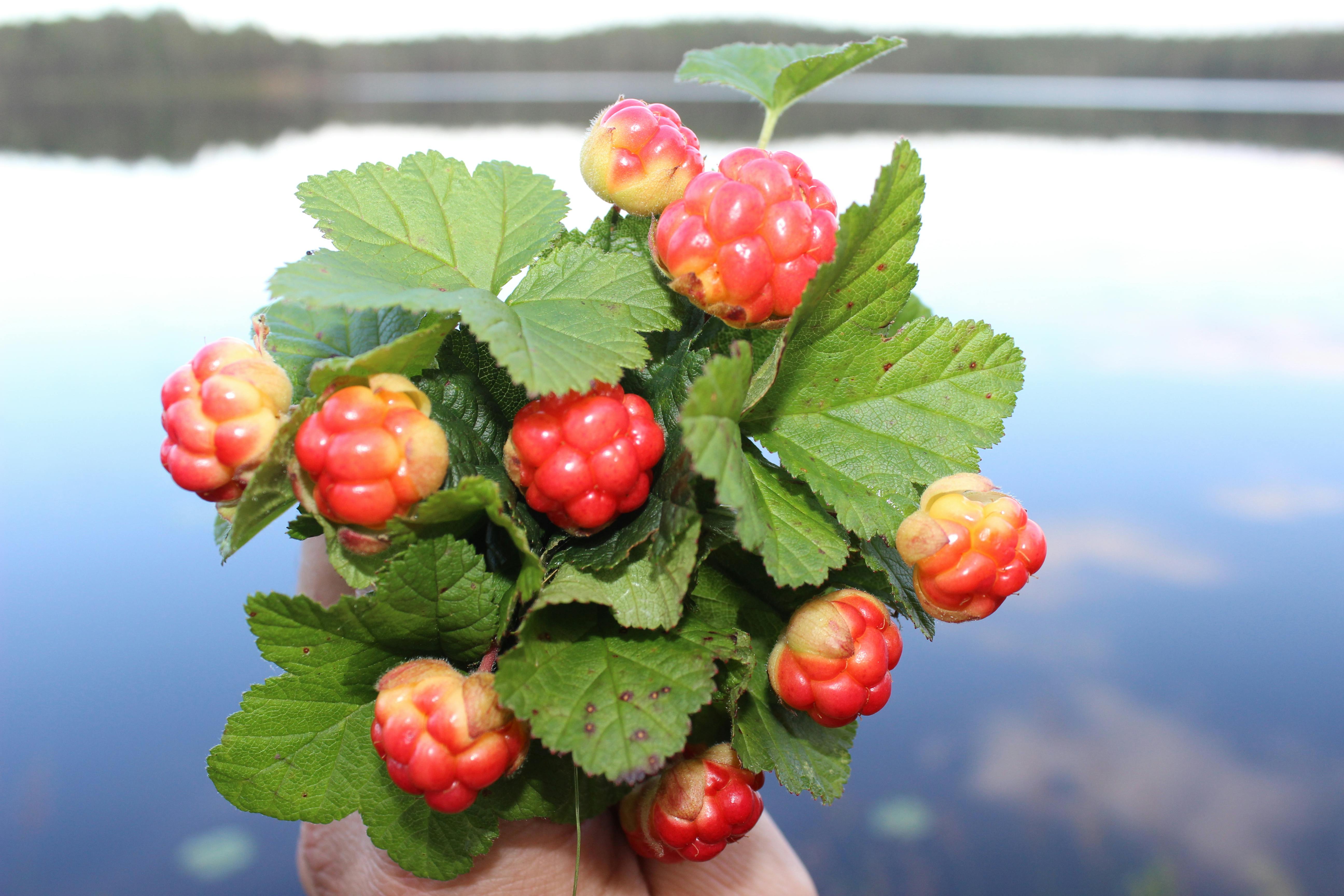 Free Stock Photo Of cloudberry 