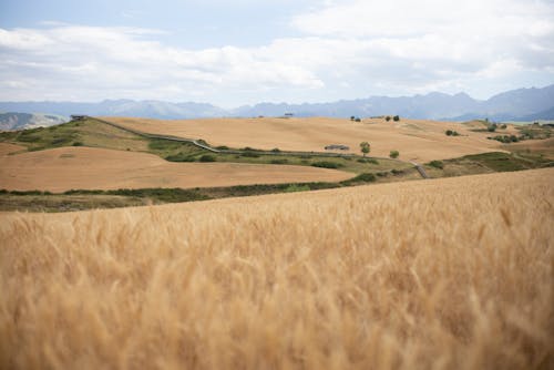 Brown Hayfield on a Vast Land Near Mountain Ranges