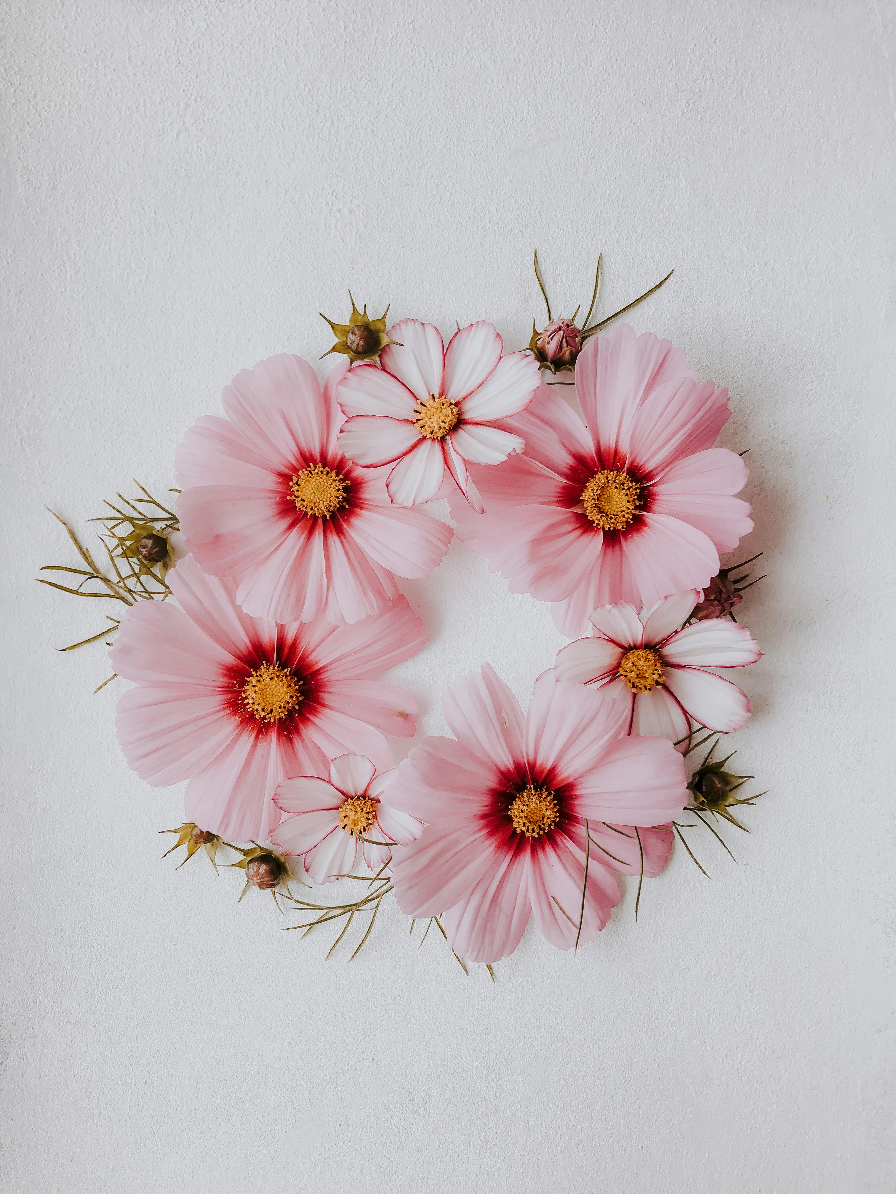 Beautiful arrangement of pink cosmos flowers forming a wreath on a white background.