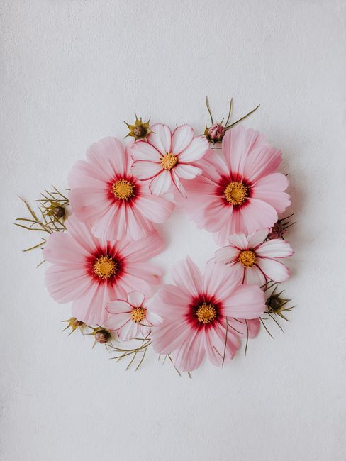 Beautiful arrangement of pink cosmos flowers forming a wreath on a white background.
