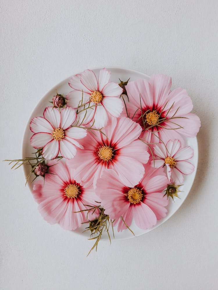 Pink And White Flowers In Pot