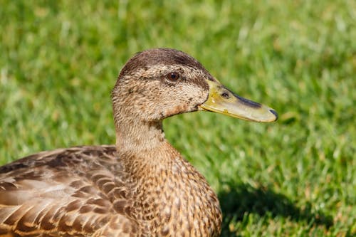 Foto profissional grátis de animais selvagens, animal, ave