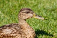 Brown Duck on Green Grass