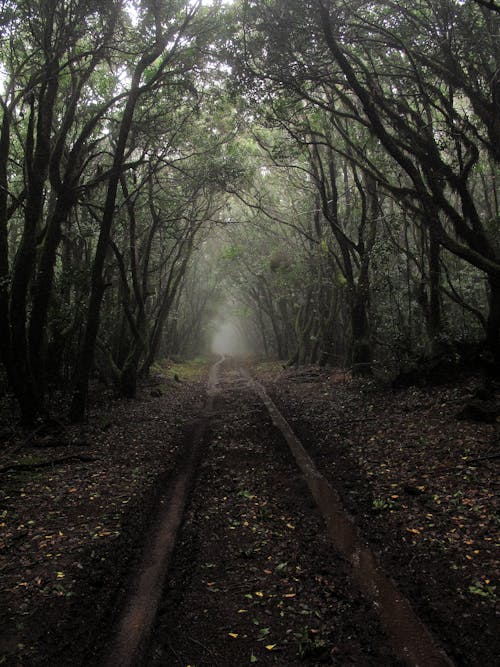 Jalur Tanah Tanah Coklat Di Antara Pohon Tinggi Di Siang Hari