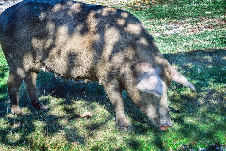 Domesticated Pig Standing In Shade