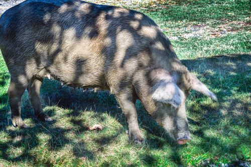 Free A solitary pig stands on lush grass in dappled sunlight, amidst rural surroundings. Stock Photo