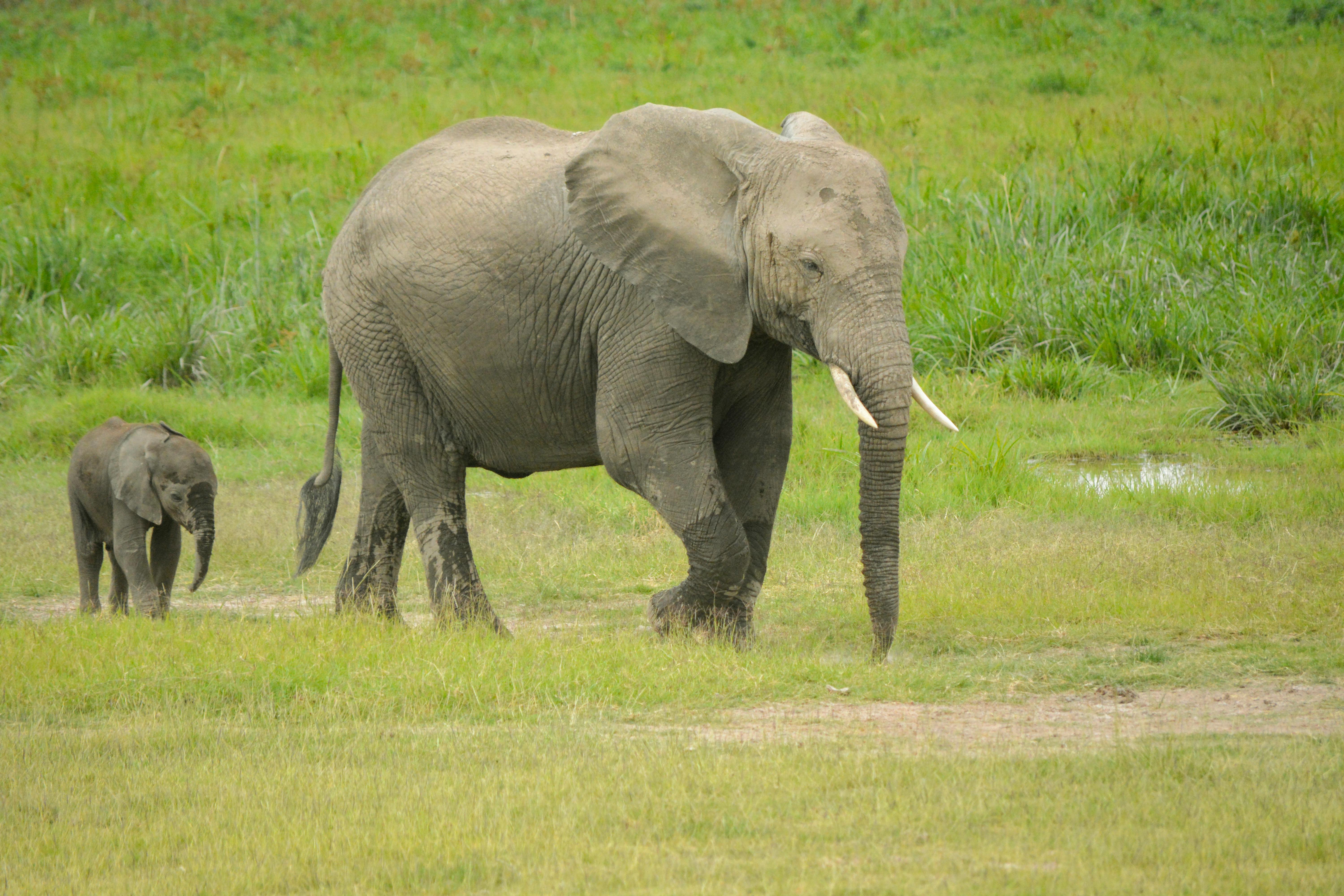 アフリカゾウ 象の無料の写真素材