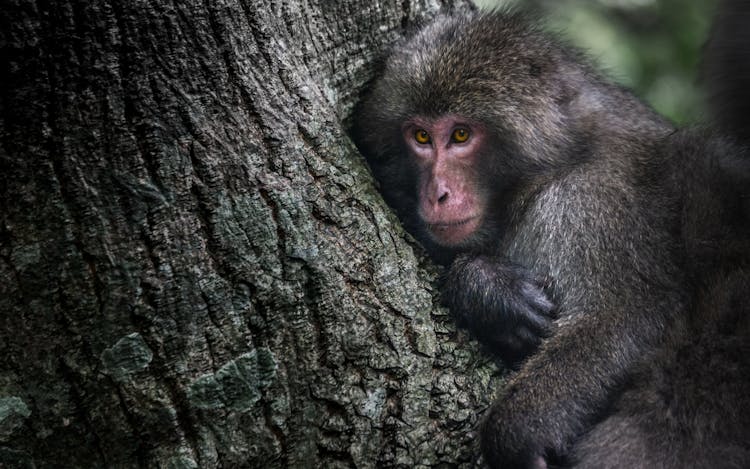 Black Monkey On Tree Trunk