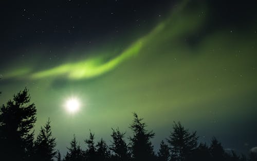 Trees Under Aurora Borealis