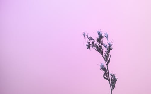 Základová fotografie zdarma na téma fialové pozadí, flóra, krajkové phacelia