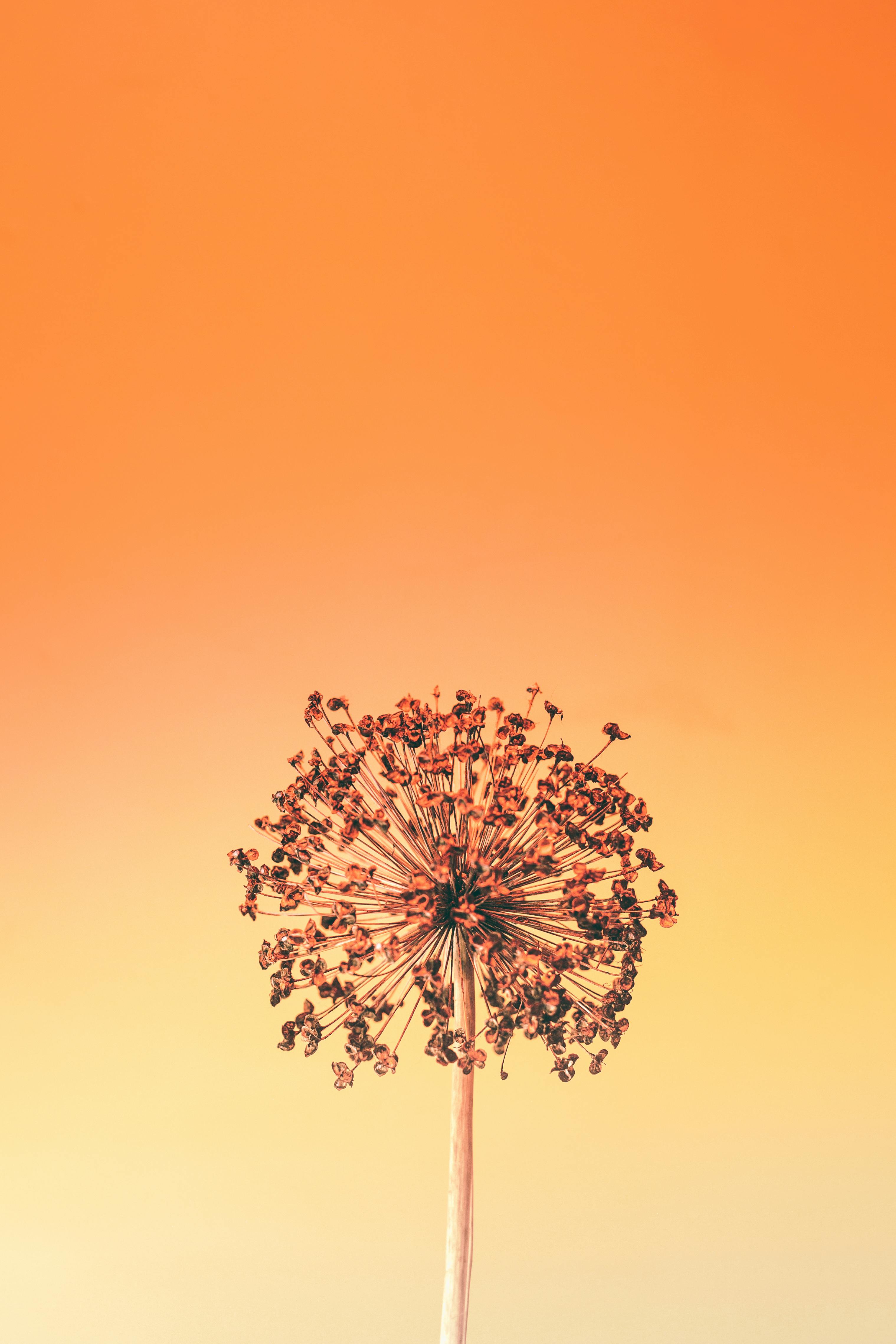 Close-up of an allium flower head silhouetted against a vibrant orange background.
