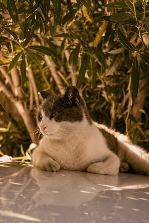 Close-Up Shot of a Cat near Leaves