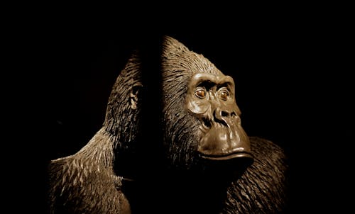 Základová fotografie zdarma na téma gorila, opice, v klecích